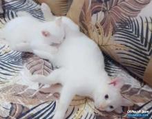 قطط صغيرة بيضاء انجورا وسيامي
