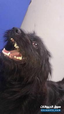 الكلبة المنزلية ريكا بيشون سوداء للبيع في سلا الرباط والقنيطرة