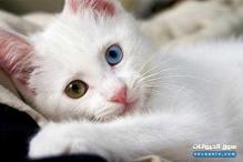 قط أبيض مختلف العينين من نوع شيرازي أمريكي بثمن مغري