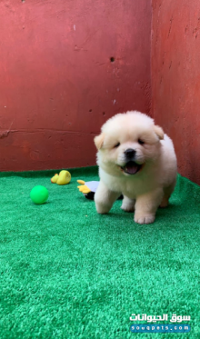 Chow chow chiot 45jeur