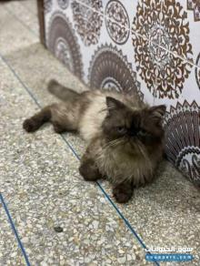Cat persan قط شيرازي