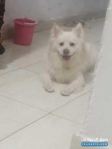 Spitz japonais malle bon driss