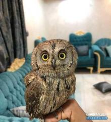 بومة للبيع للتواصل إتصل على رقم أعلاه