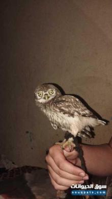 بيع حيوان البومة