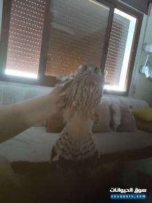 بيع طائر نسر