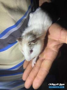 بيع هامستر لتربية