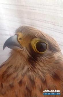 صقر شرياس اوروبي للبيع