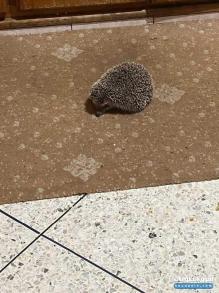 قنفذ للبيع herisson 400dh