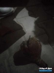 نسر للبيع قابل للمساومة