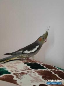 طيور كوكتيل مروضة