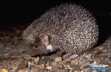 قنفد للبيع للقضاء على الحشرات في حديقة الفيلا او الفيرما