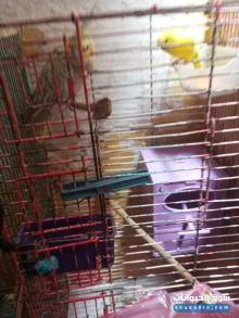 2 طيور البادجي مع أنثى الكوكتيل إيزابيل بثمن 190