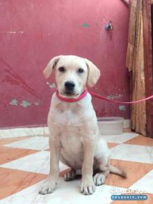 بيع كلب لابرادور صغير