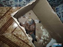 طائر جارح شاهين