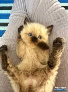 عرض قطط صغيرة للبيع من نوع سيامي هيمالايا و سنوشو