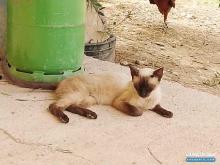 قطة فتات متوفية أهلها واجهو مشكلة في تربيتها