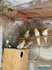 كالوبسيت للبيع