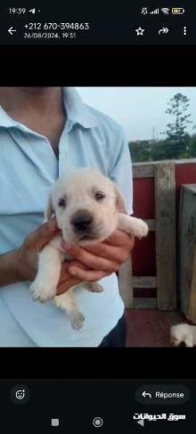 Labrador pour vendre