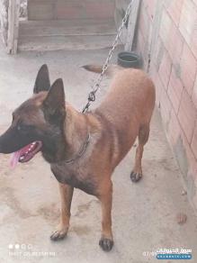 جميل مالينوا كلاب