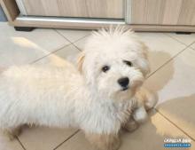 ذكر كلب مالتيز يبلغ ٤ أشهر مطعم