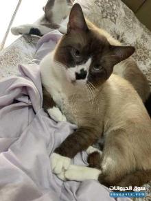 قطط سيامي هيملايا و قط سناوشا