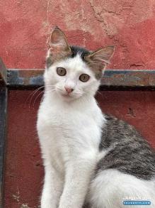 قط للتبني ليس للبيع