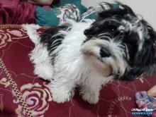 كلب للبيع نوع شيتزو