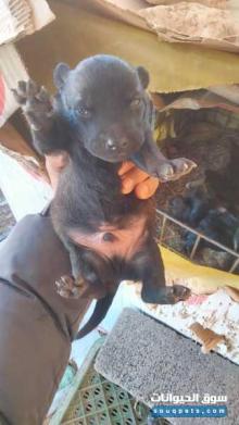 ابناء ملينوة شاربوني