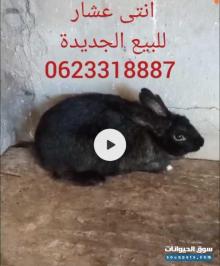 انتى ارنب عشار للبيع