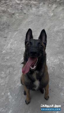 كلب مالينوا جميل