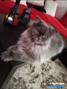 بيع قطط من نوع شيرازي