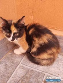 قطط للتبني عمرها شهرين