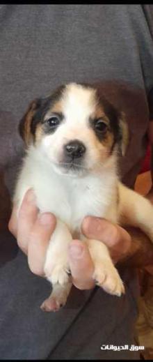 كلبة من نوع جاك راسل عمرها ثلاثة أشهر