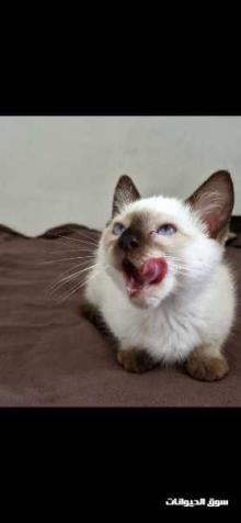 قط هملايا سيامي