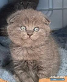 Scottish blanc F British noir FM Scottish Fold F