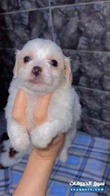 Caniche Bichonné maltèse