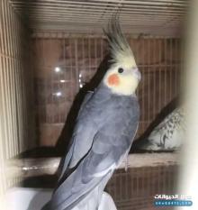للبيع زوج طيور كوكتيل لاتينو الوصف ذكر وأنثى