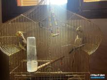 للبيع cockatiels