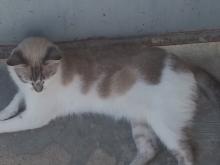 بيع القطط في الرباط