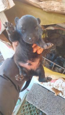 Malinois ملينوة